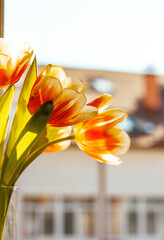 A bouquet of orange white tulips in glass vase stands on a window sill in modern apartment against residential building house facade background. Cozy atmosphere at home. Spring bulb flowers in bloom.