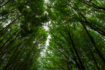 Obraz premium Lush forest in wide angle view. Carbon net zero concept photo