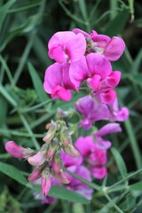 Pink flowers of  Sweet peas Vicilla
