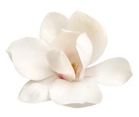 Naklejka na ściany i meble tender white magnolia flower isolated
