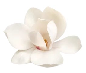 Tuinposter tender white magnolia flower isolated © Tetiana