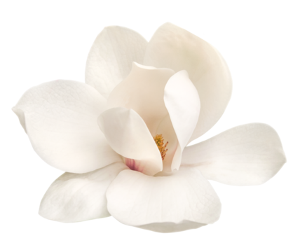 tender white magnolia flower isolated