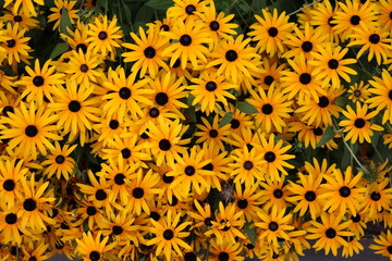 Yellow coneflower blooming in summer, Hyde park London England UK