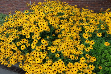 Many flowers of Rudbeckia fulgida in Hyde park London, England UK