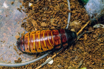 Madagascar hissing cockroach. Gromphadorhina portentosa. Giant insect top view.