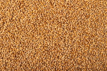 Dry wheat grains background. Cereal grains.
