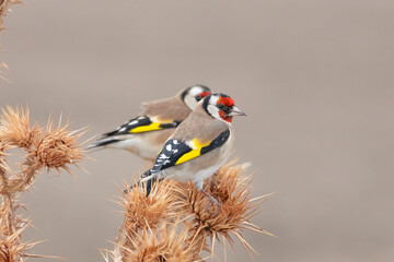 European goldfinch bird perching on a plant