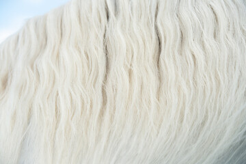   long beautiful mane of white Horse. close up
