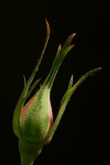 Pink rose bud on a black background	