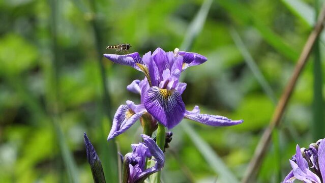 Wieseniris (Iris sibirica) mit Schwebfliege (Syrphidae)