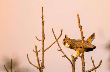 Obraz premium Wild great horned owl - bubo virginianus - profile side view perched on top of dead tree snag. Hooting, calling caterwauling