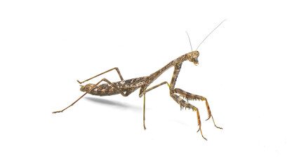 wild Carolina Mantis - Stagmomantis carolina - isolated on white background