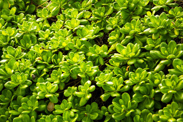 Green coastal succulent plants