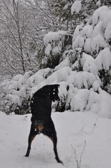 beauceron dans la neige