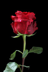 Big marbled red rose on black background. Closeup. Macro.