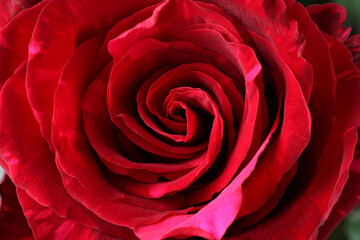 Heart of a large marbled red rose. Closeup. Macro.