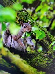 squirrel gathering foliage for nest