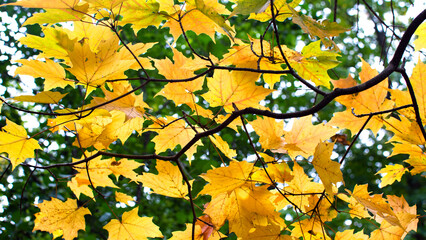 yellow autumn maple leaves
