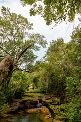 Fototapeta na wymiar river in the forest waterfall city of Bonito, Mato Grosso do Sul Brazil Pantanal
