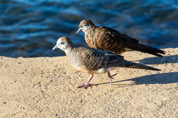 Zebra doves walking