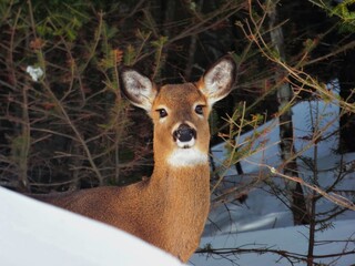 deer in the woods