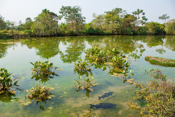 lake in the park city of Bonito, Mato Grosso do Sul Brazil Pantanal