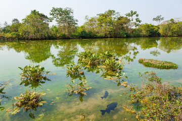 lake in the park city of Bonito, Mato Grosso do Sul Brazil Pantanal