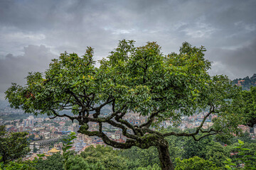 A beautiful green tree from Monkey Temple Kathmandu Nepal