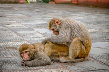 The Monkeys of Monkey Temple Kathmandu, Nepal