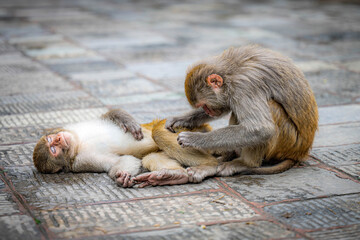 The Monkeys of Monkey Temple Kathmandu, Nepal