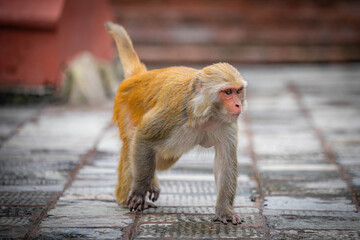 The Monkey of Monkey Temple Kathmandu, Nepal