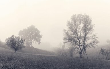 Fototapeta na wymiar Misty morning in the countryside, landscape