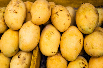 Mango, a photo of fresh yellow mango pile on market table. Ripe tropical fruit closeup. Asian fruit market stall in Thailand	
