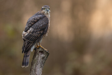 Juvenile male Sparrowhawk Bird of Prey. Wild falcon  in the UK photographed in West Yorkshire