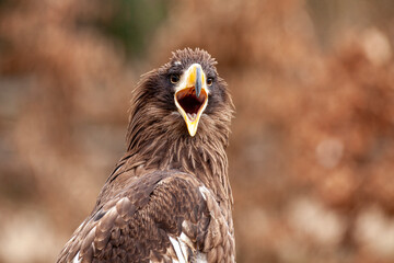 Pygargue de Steller - Pygargue empereur,
Haliaeetus pelagicus - Steller's Sea Eagle