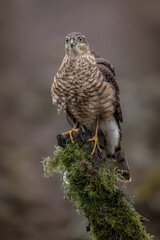 Juvenile male Sparrowhawk Bird of Prey. Wild falcon  in the UK photographed in West Yorkshire