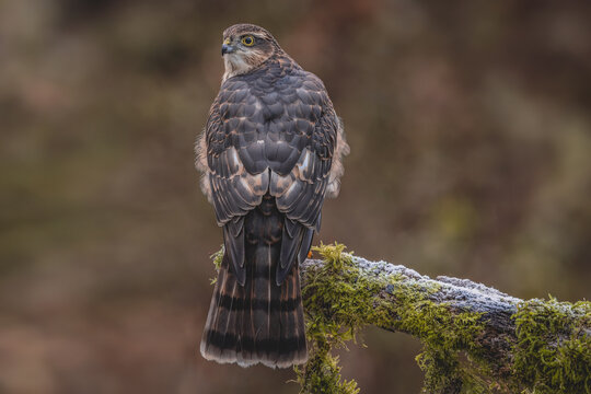Juvenile male Sparrowhawk Bird of Prey. Wild falcon  in the UK photographed in West Yorkshire