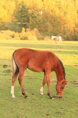 Obraz premium horses