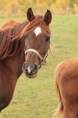 Obraz premium horses