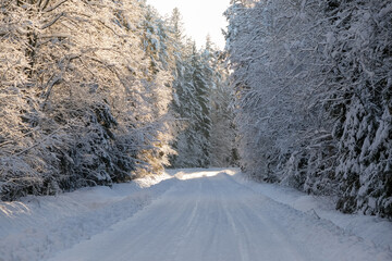 Magical winter landscape. A path between snowy trees in the forest