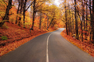 Asphalt road goes through colorful forest
