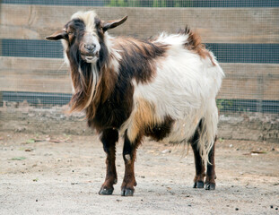 the billy goat has a long beard and is colored brown and white