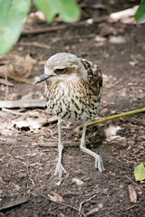 the bush stone curlew is sitting on the ground