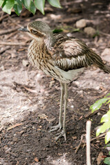 the  bush stone curlew is standing in the shade blending in with its surroundings