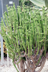the cacctus is green with large spikes for protection