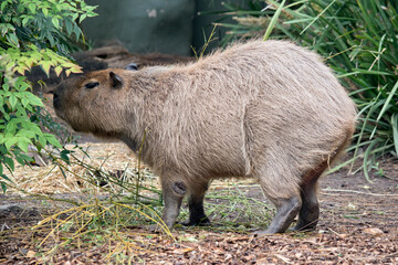 the capybara is a very large rodent found in South America