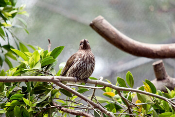 the female figbird is perched on a tree