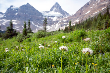 Fototapeta na wymiar Alpine meadow flowers backed by Mount Assiniboine