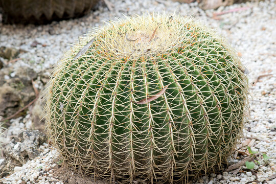 the cacctus is green with large spikes for protection