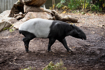 the malaysian tapir has a black head and shoulders with a white body and black legs